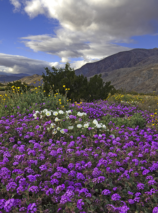 Desert Sand  Verbena, Desert Gold Sunflowers, and Evening Primrose II.jpg