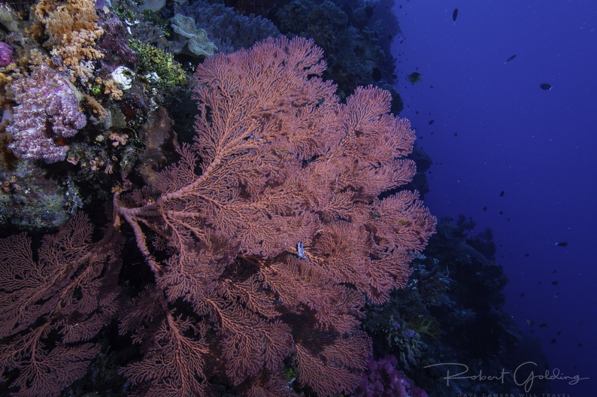 Diving - 02.jpg