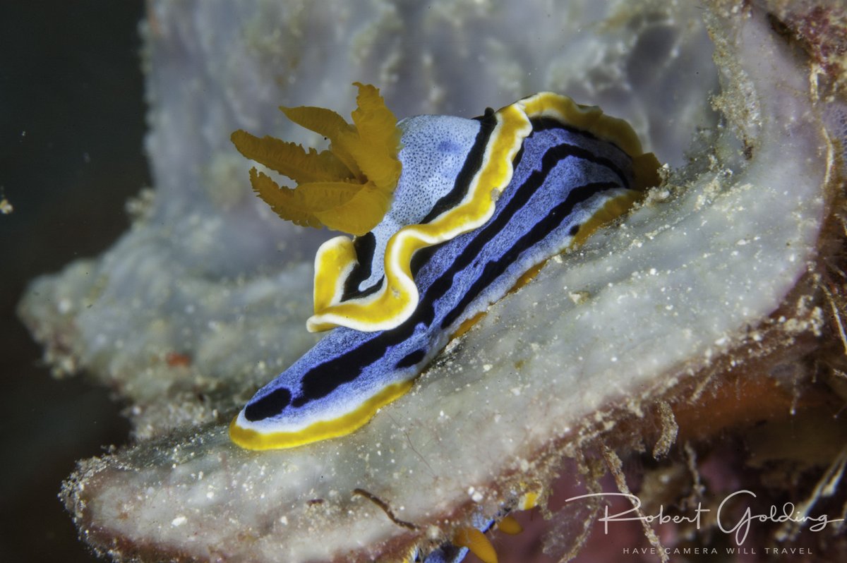 Diving - 03.jpg