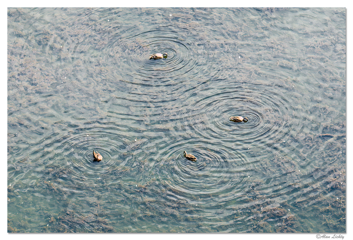 DJI_M3SCDucks162-2.jpg