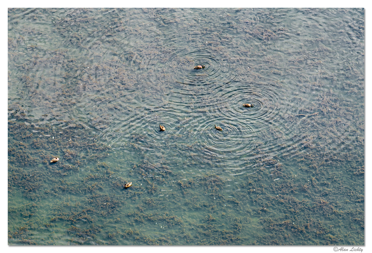 DJI_M3SCDucks162.jpg