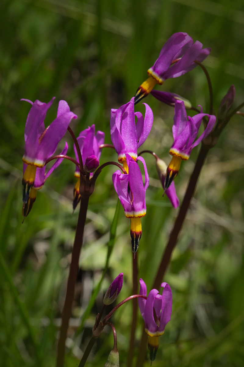 DodecatheonBaseNikVignette.jpg