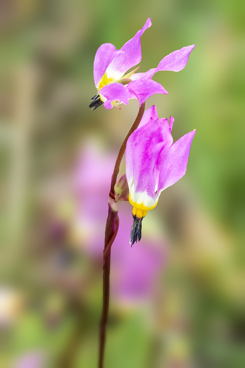 DodecatheonBunchLRBlurNikFieldBlur.jpg