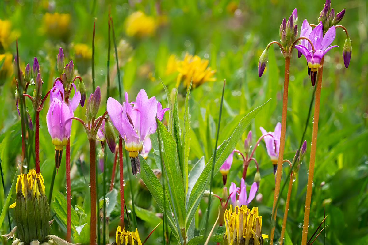 DodecatheonBunchStackedCropSharpNikBrightSpot.jpg