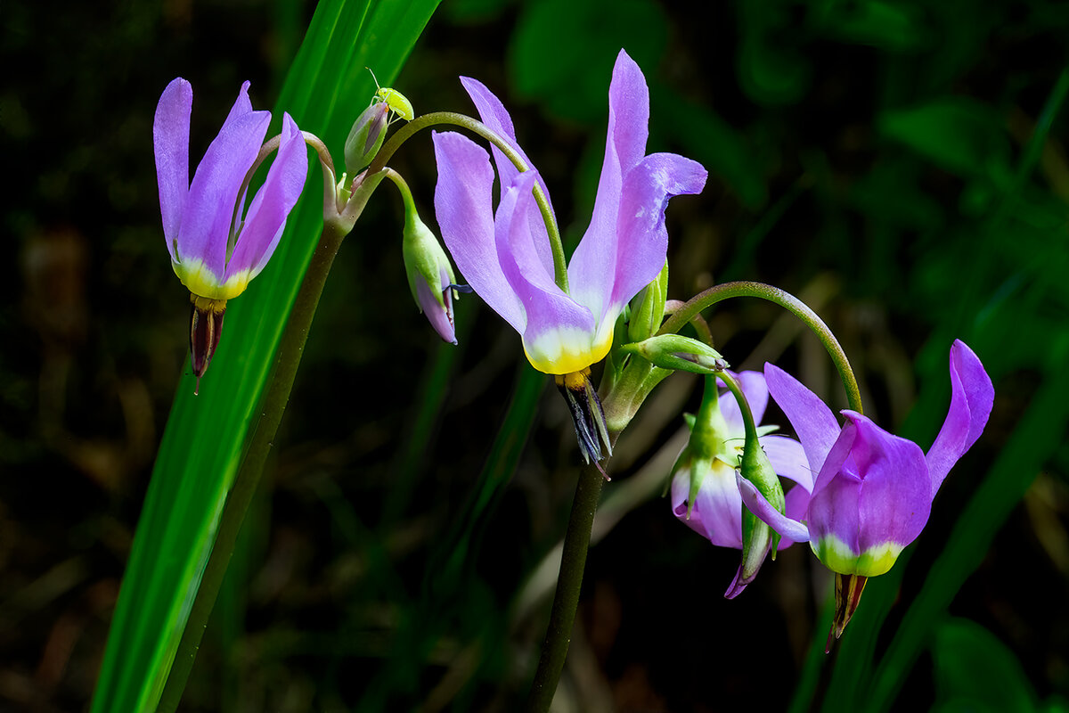 DodecatheonNoiseSharpNoBlurNik.jpg