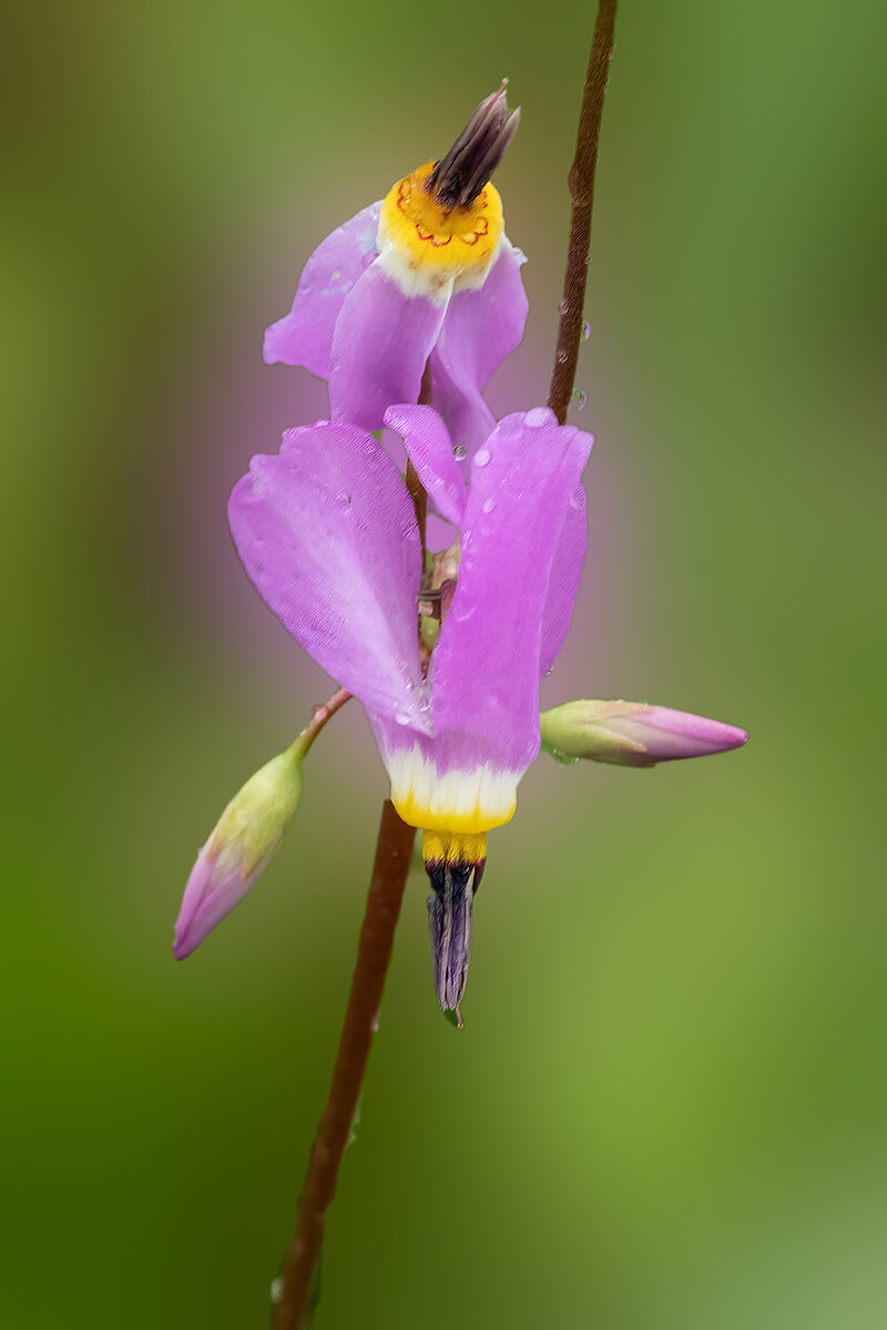 DodecatheonsNoiseFocusStabilizeBlur.jpg