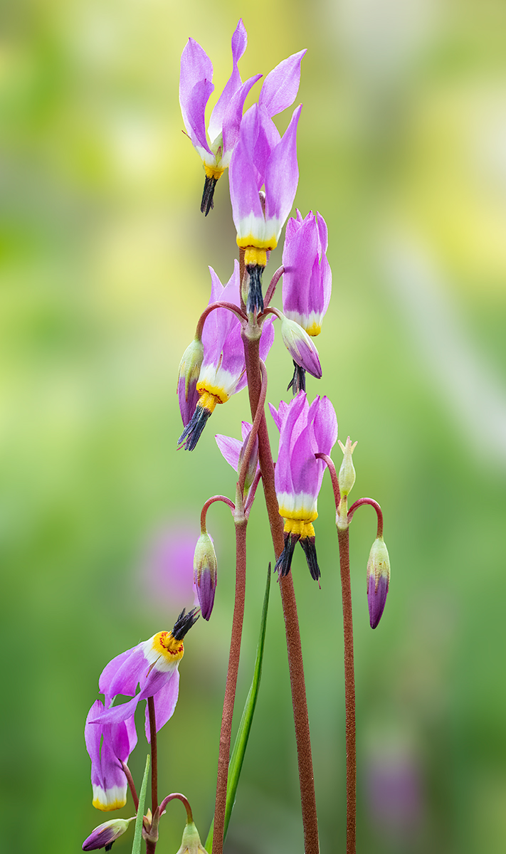 DodecatheonTowerSharpLRBlurFieldBlur.jpg