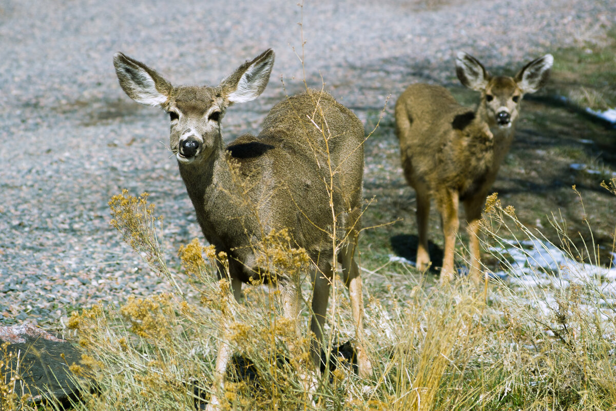 doe and fawn.jpg