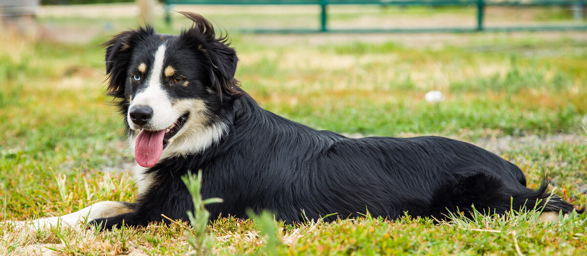 Dog Shot.jpg