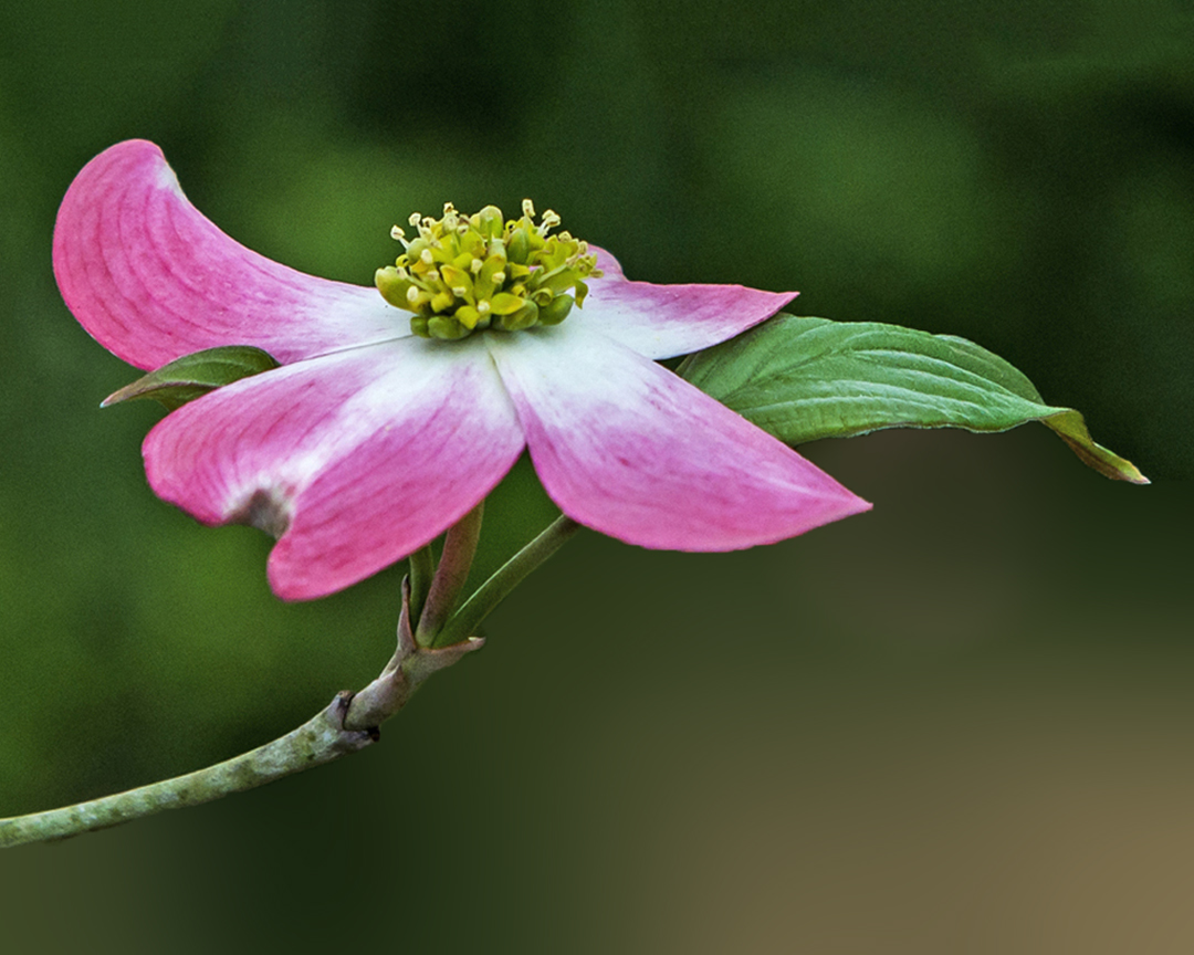 Dogwood Bloom II.jpg
