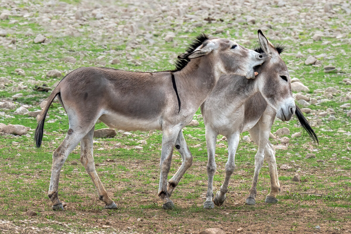 Donkey-0107-Edit.jpg