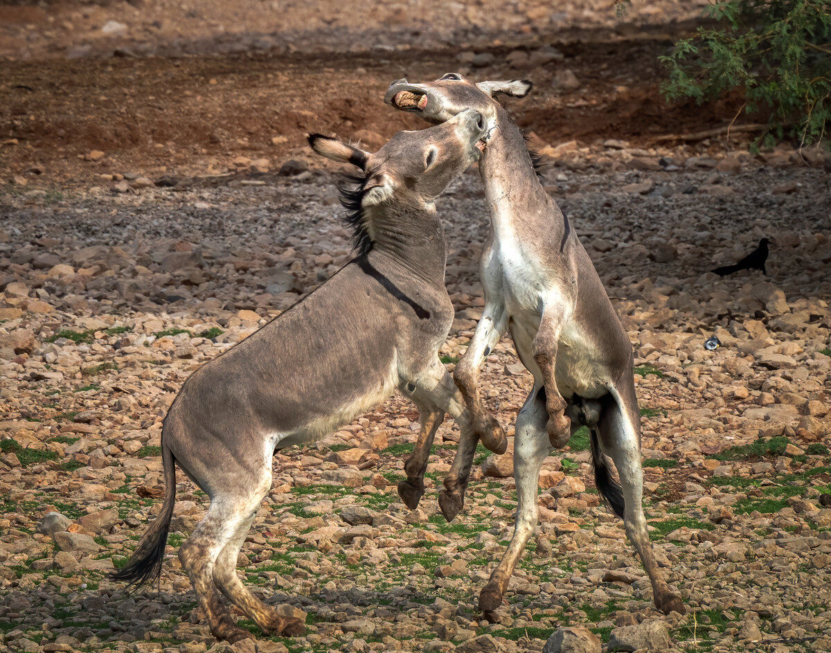 Donkey-9657-Edit.jpg