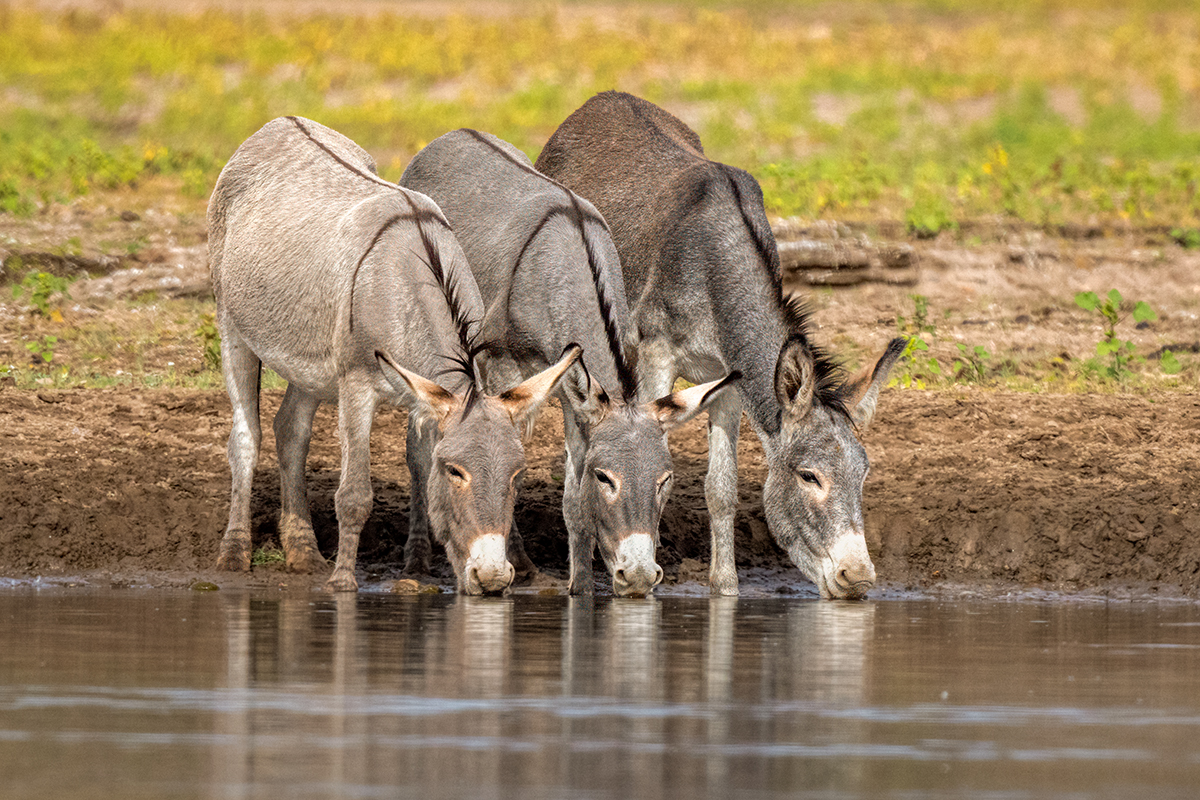 Donkeys- 04416-Edit.jpg