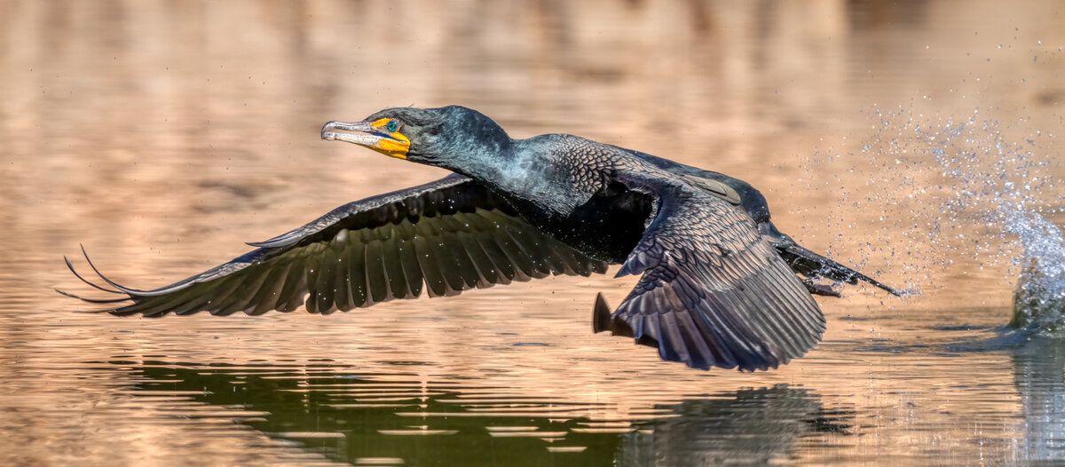 Double-crested cormorant-03143-Edit.jpg