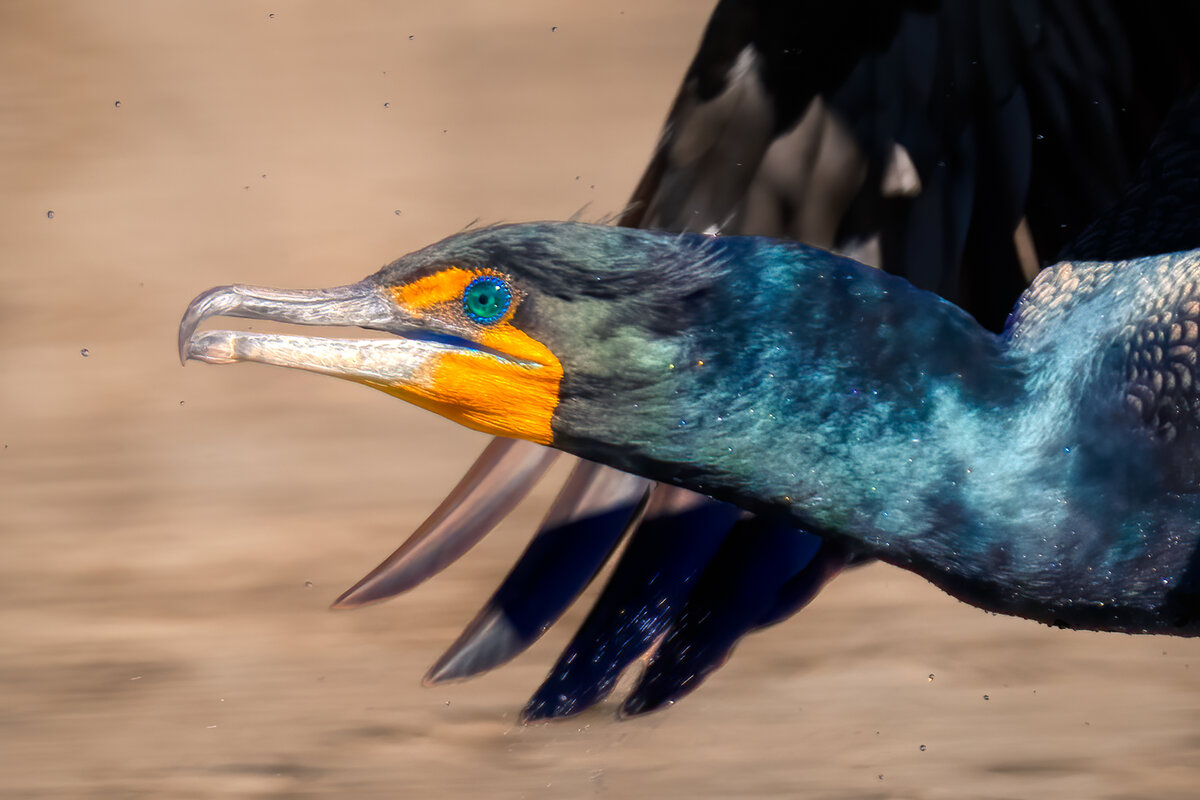 Double-crested cormorant-03155-Edit.jpg