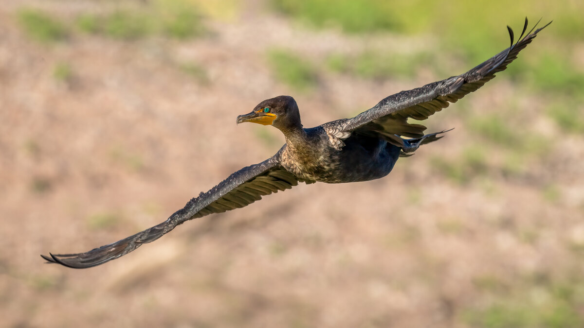Double-crested cormorant-05817-Edit.jpg