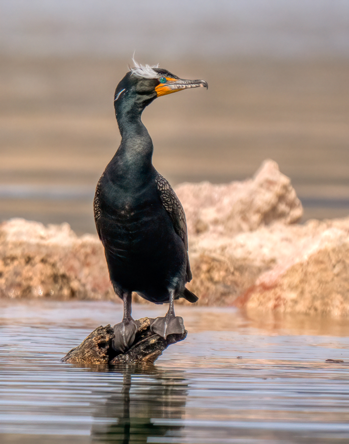 Double-crested cormorant-1723-Edit.jpg