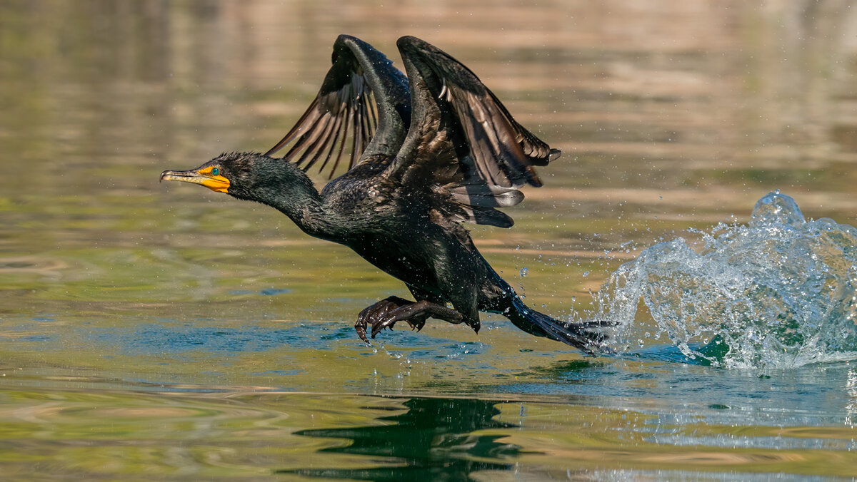 Double-crested cormorant-2827-Edit.jpg