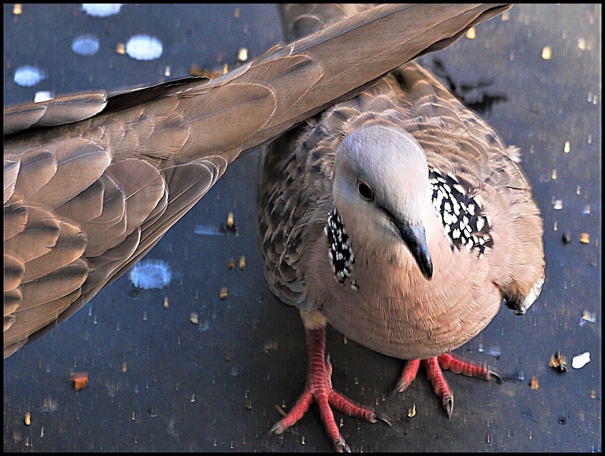 Dove close.JPG