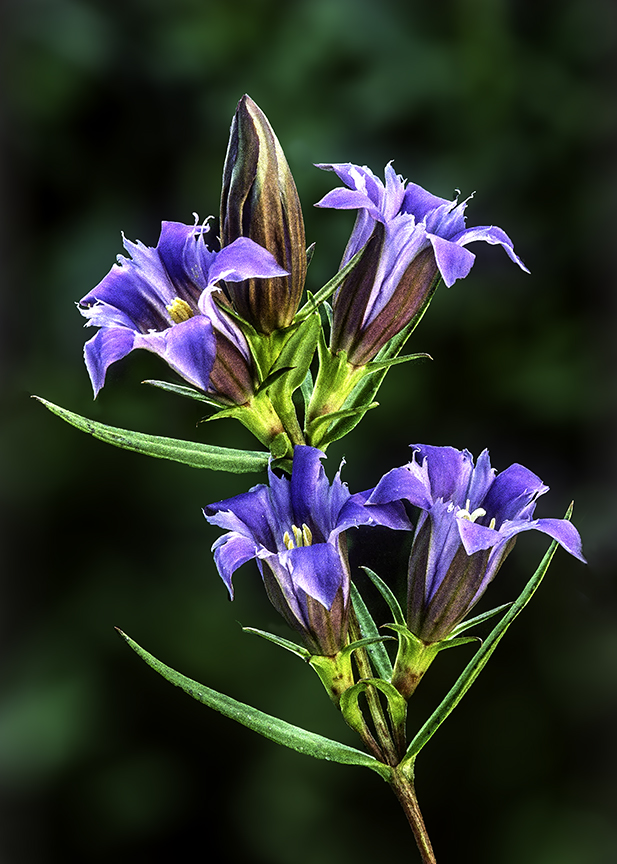 Downey Gentian.jpg