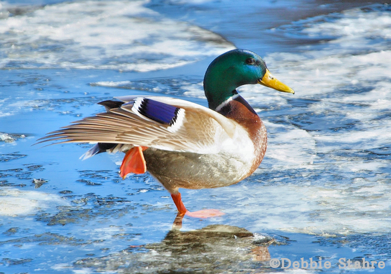 DR-2006-2-09-0246NewmarketDuck.jpg