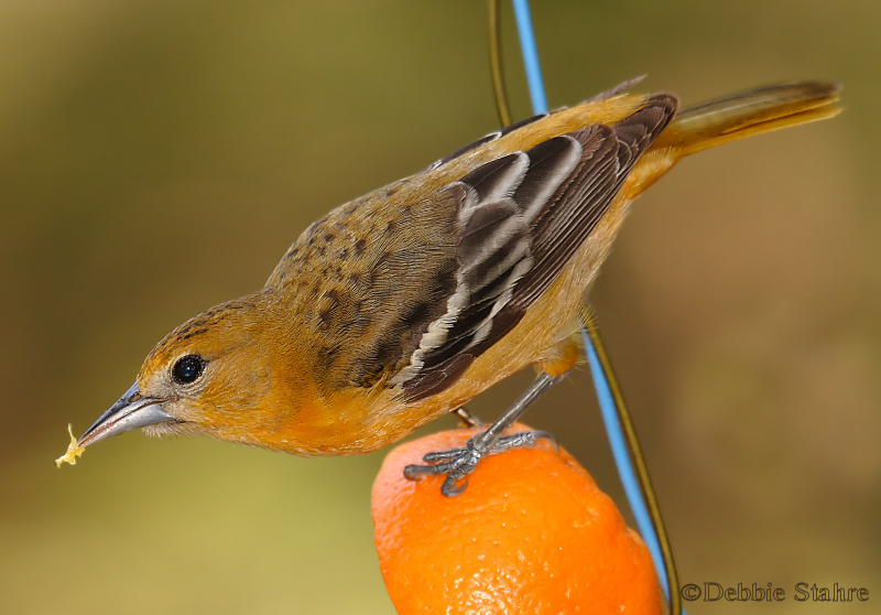 DR-5-11-05-0148-Oriole.jpg