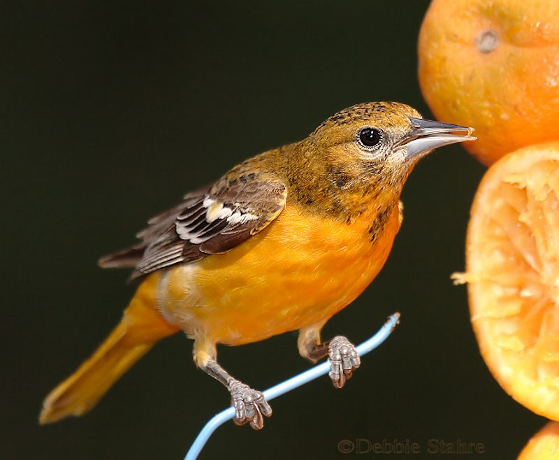 DR-5-16-05-0019-Oriole.jpg