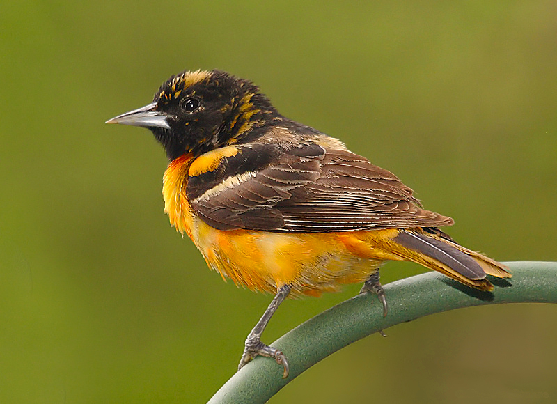 DR-5-18-05-0106-Oriole.jpg