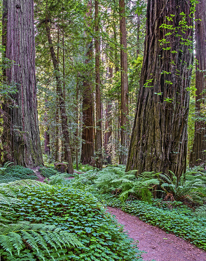 Drury Cheny Forest (1 of 1).jpg