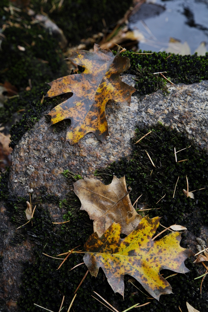 DS2_7638_111105w.JPG