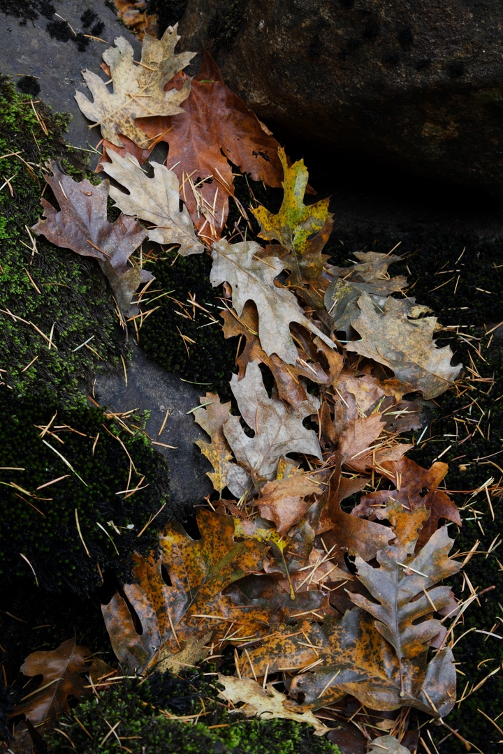 DS2_7647_111105w.JPG