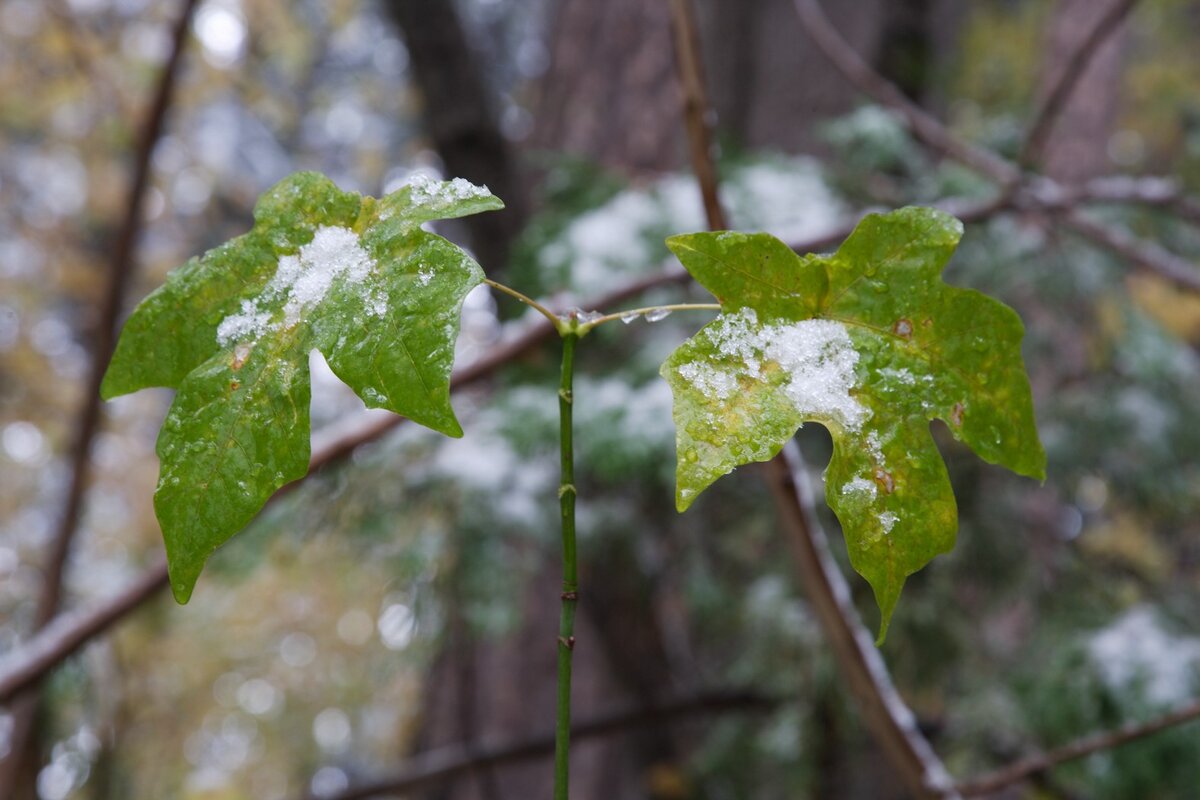 DS2_7821_111106W.JPG