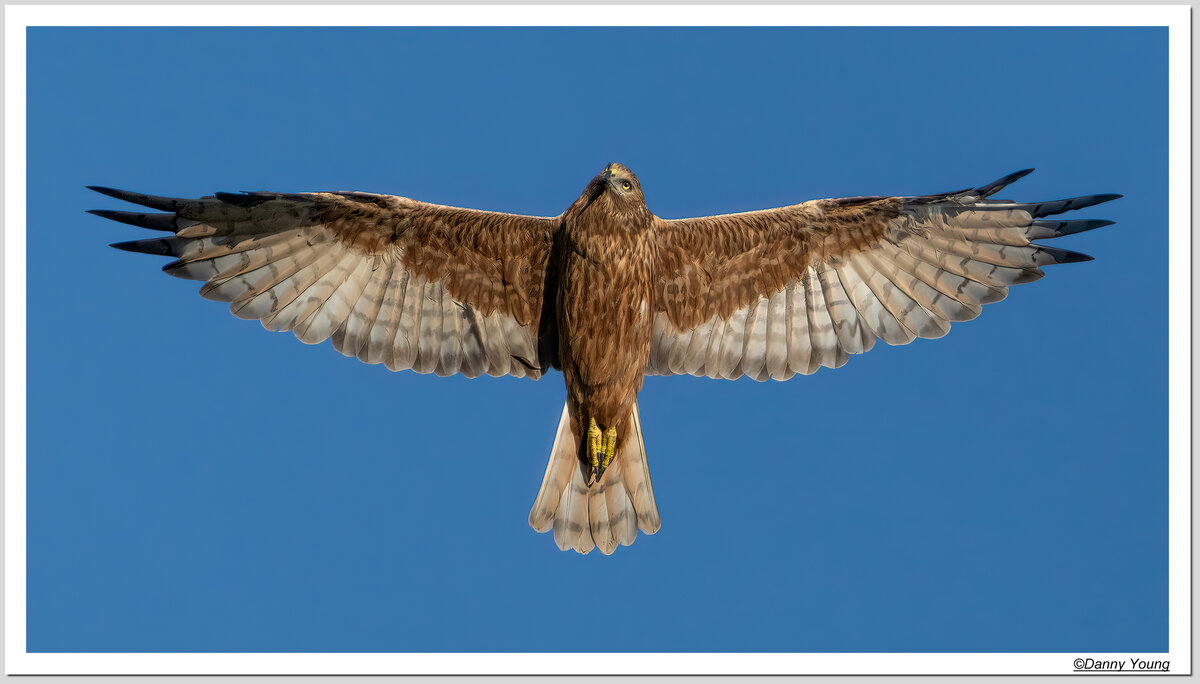 Harriers | Focal World
