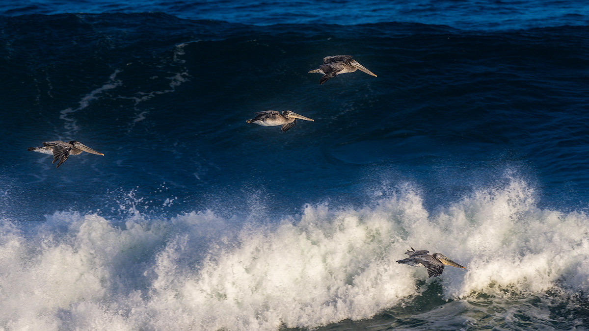DSC07058-copy.jpg