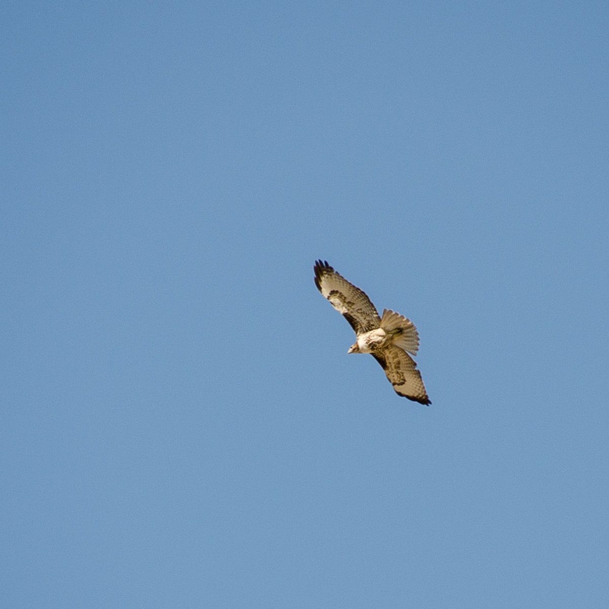 DSC_0003-2.jpg