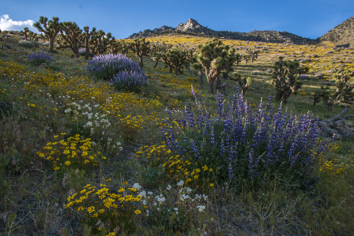 DSC_0027a.jpg