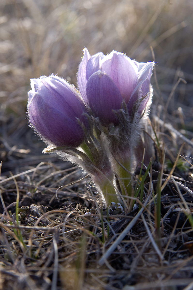 DSC_0108.jpg