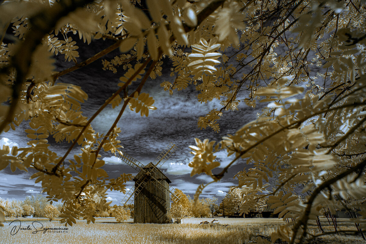 DSC_0316c.jpg