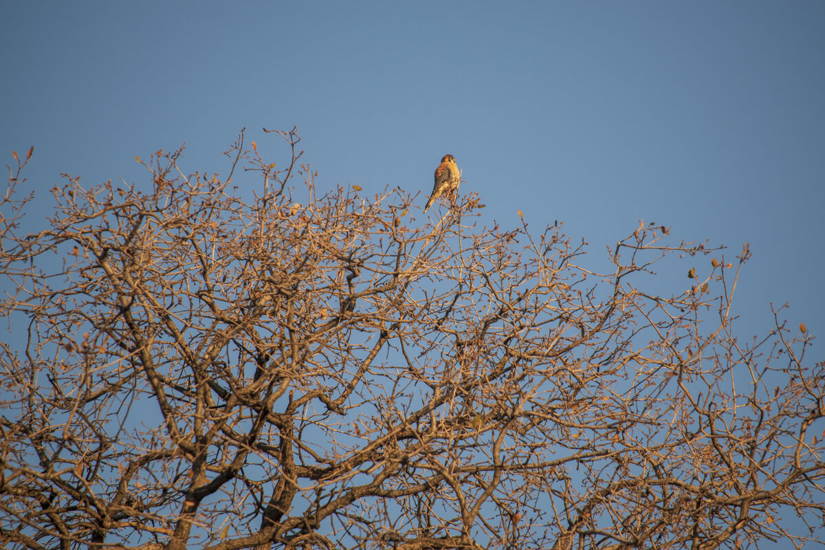 DSC_0325.jpg