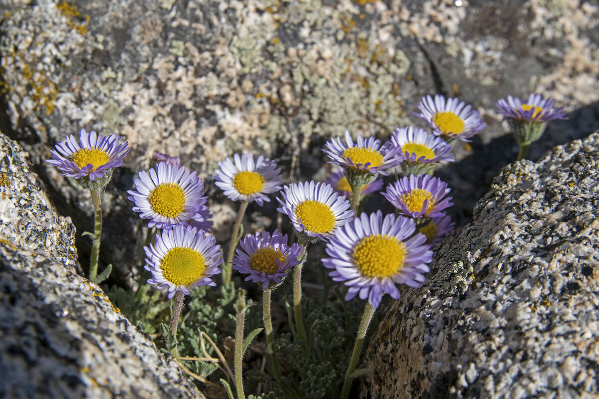 DSC_0555a.jpg