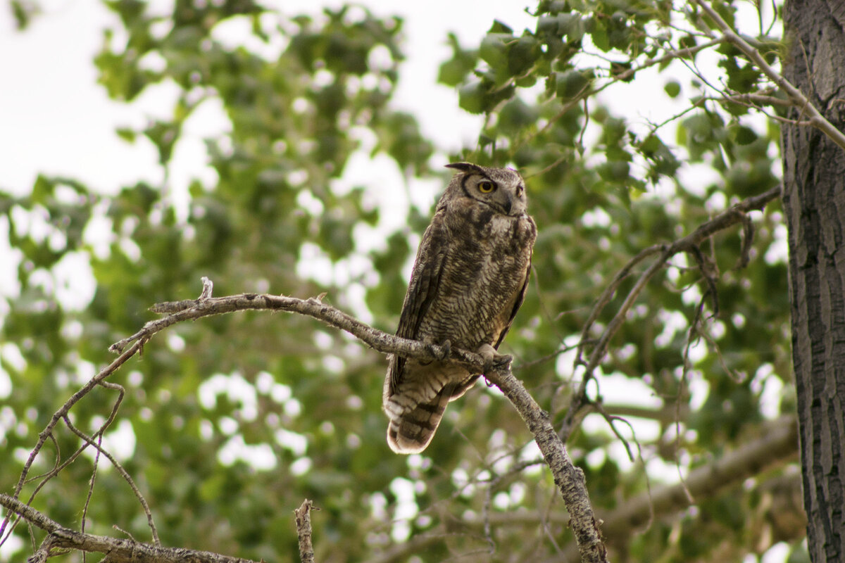 DSC_0688a.jpg