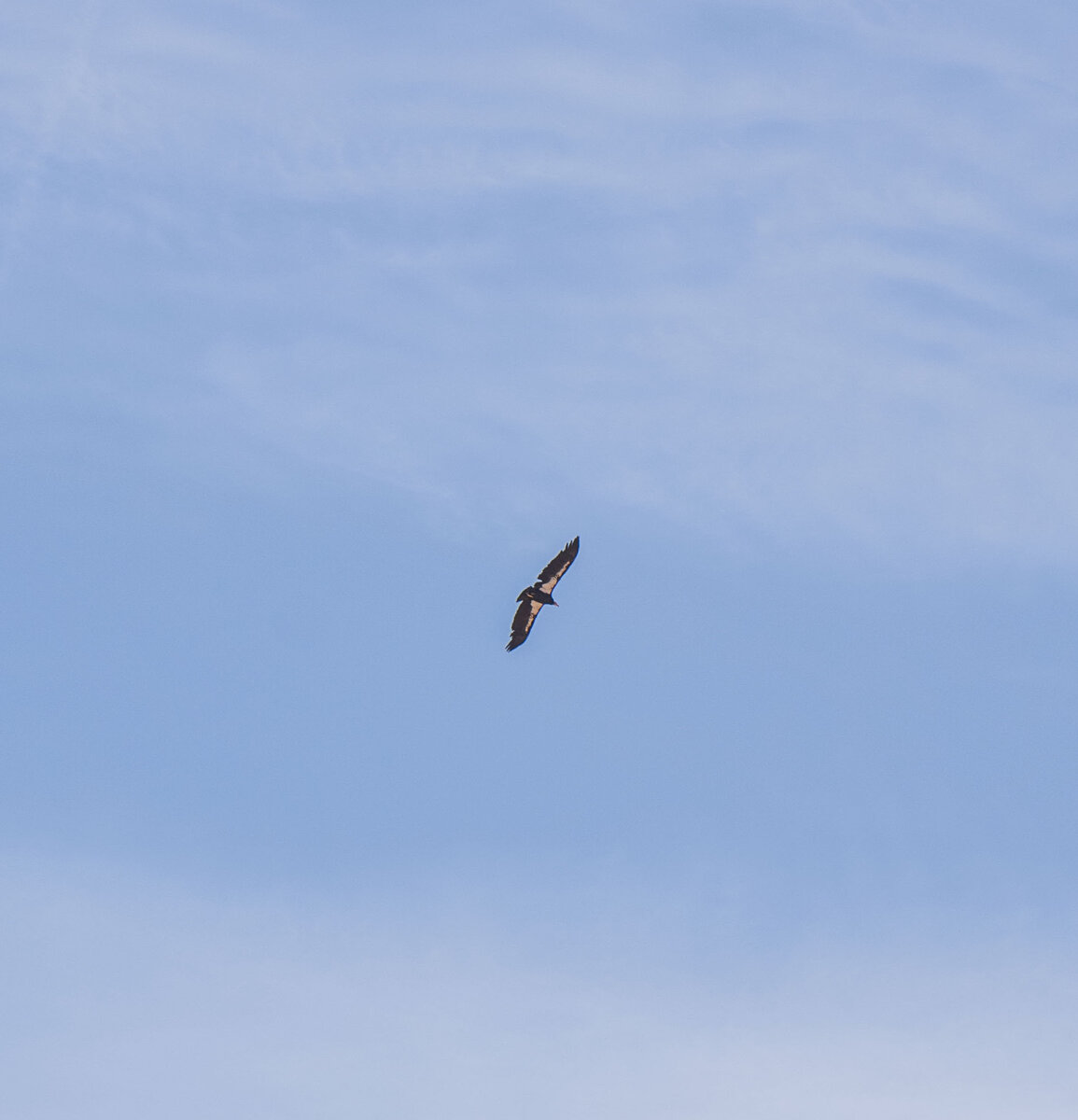 DSC_0739.jpg