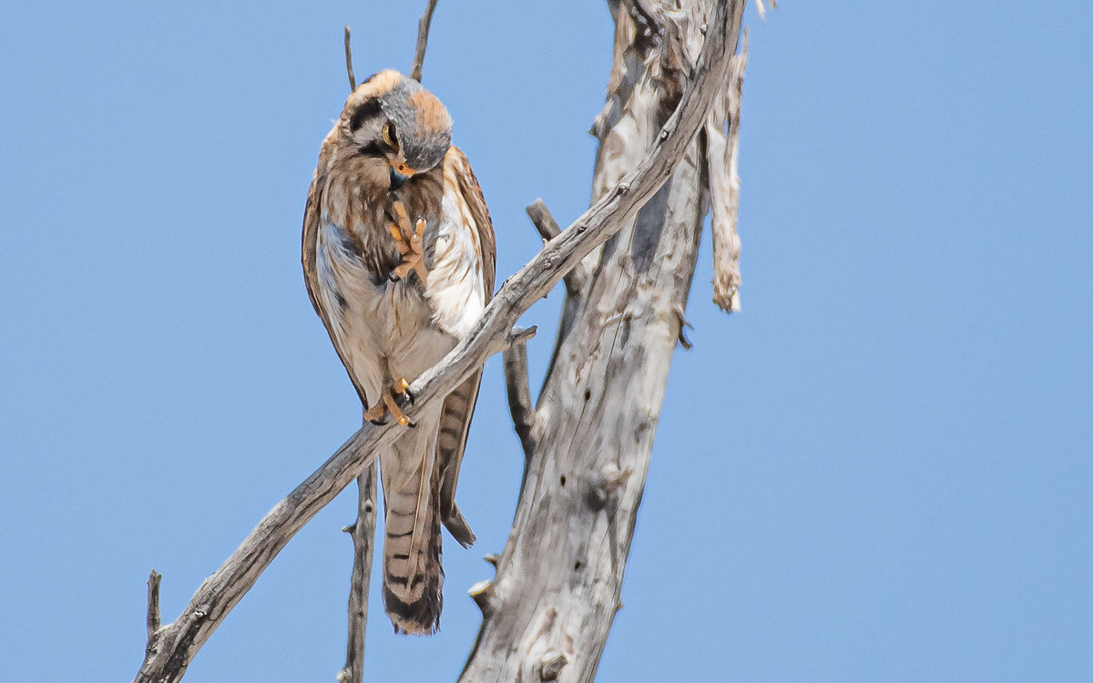 DSC_1379-5.jpg