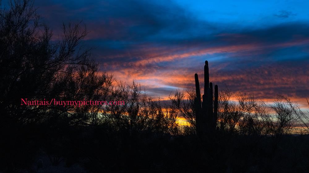 DSC_2044s.jpg
