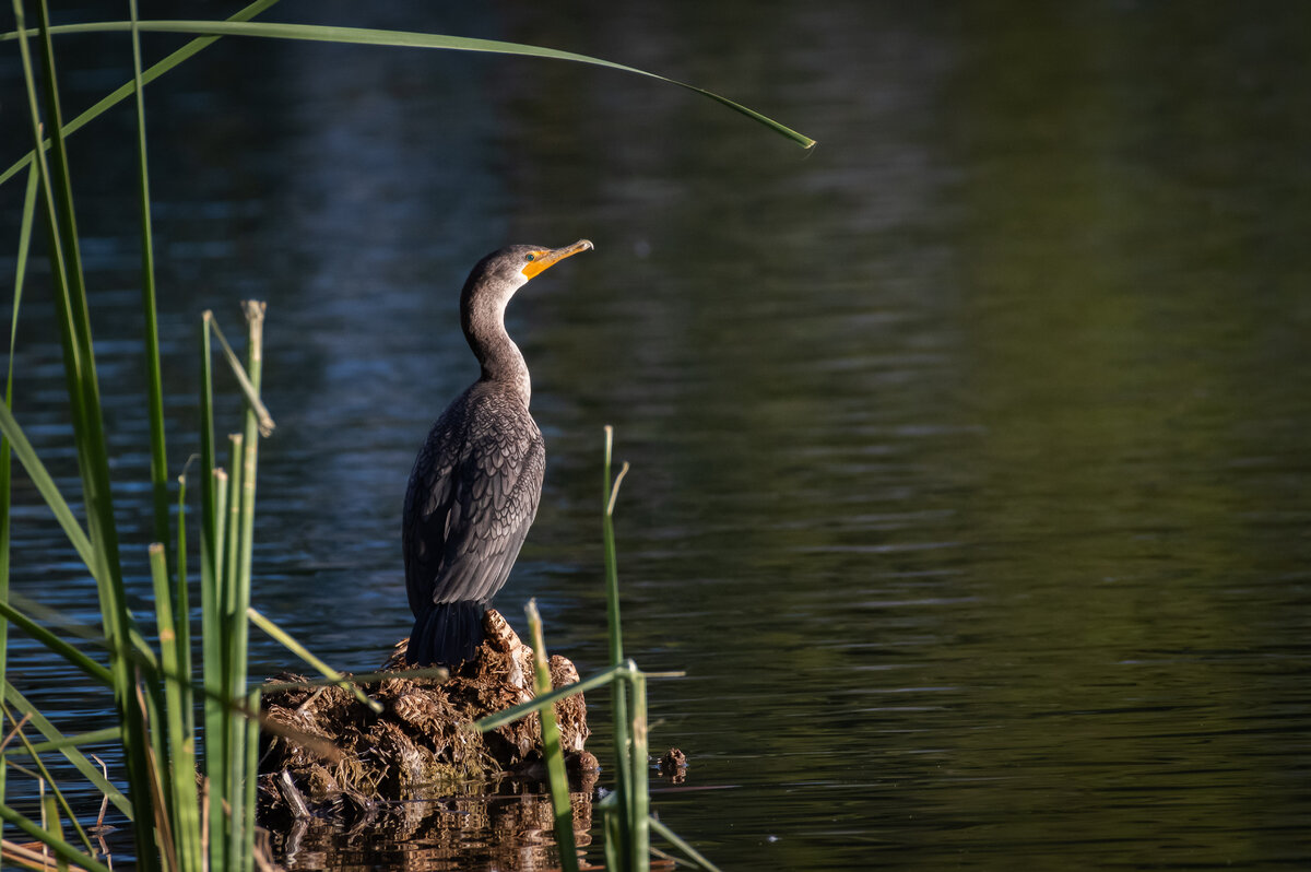 DSC_2059.jpg
