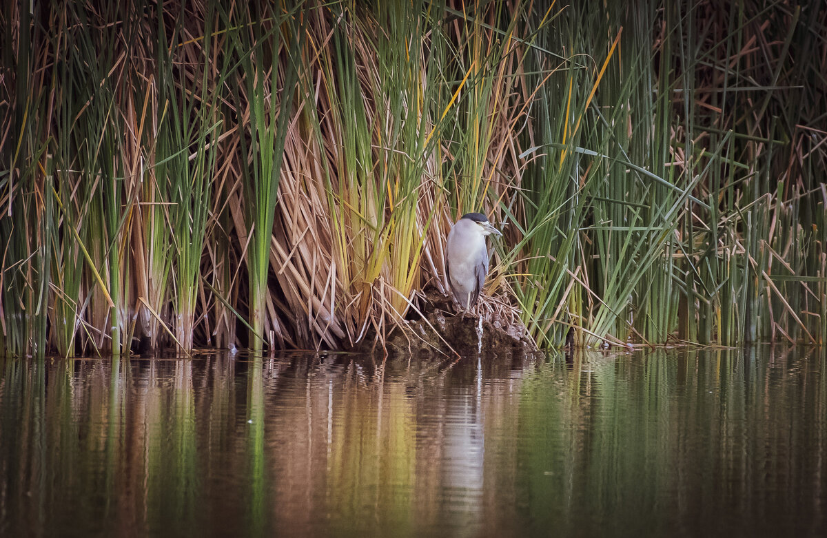 DSC_2065-2.jpg
