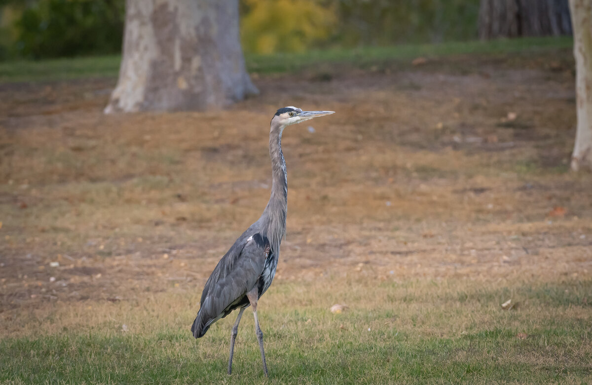 DSC_2076.jpg