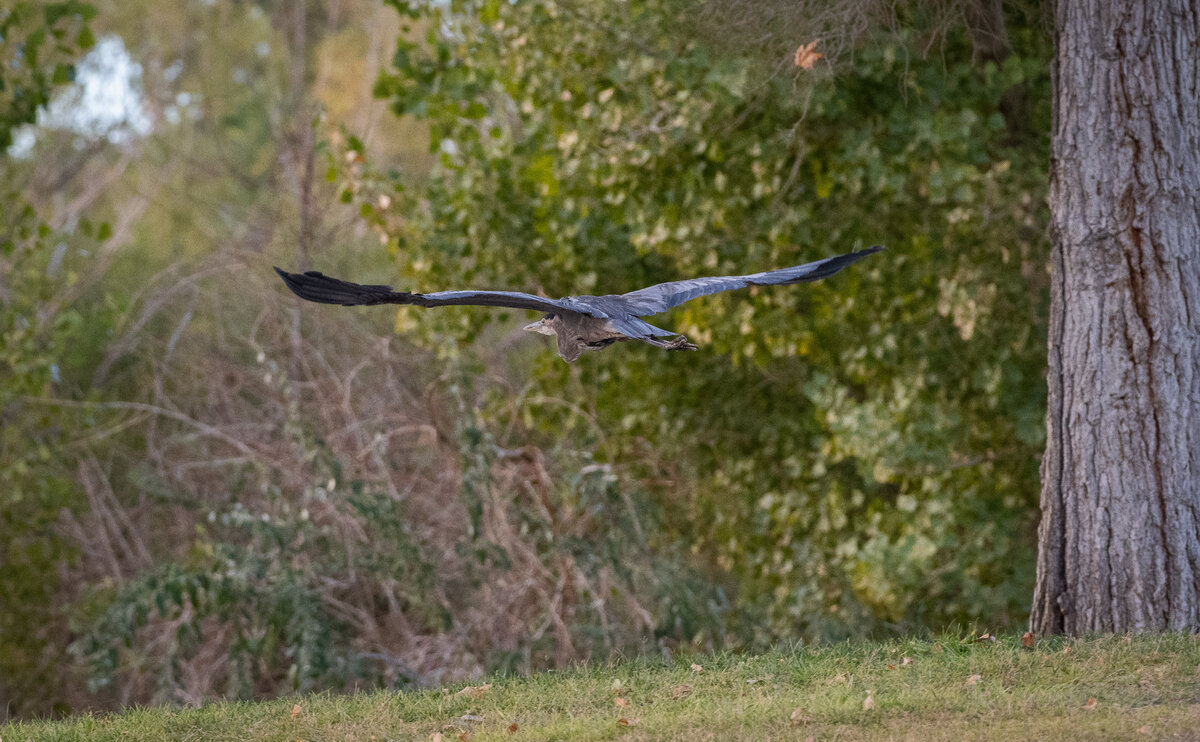 DSC_2083.jpg