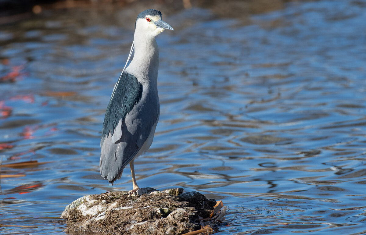 DSC_2180.jpg
