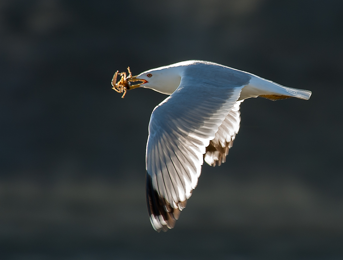 DSC_2223-3.jpg